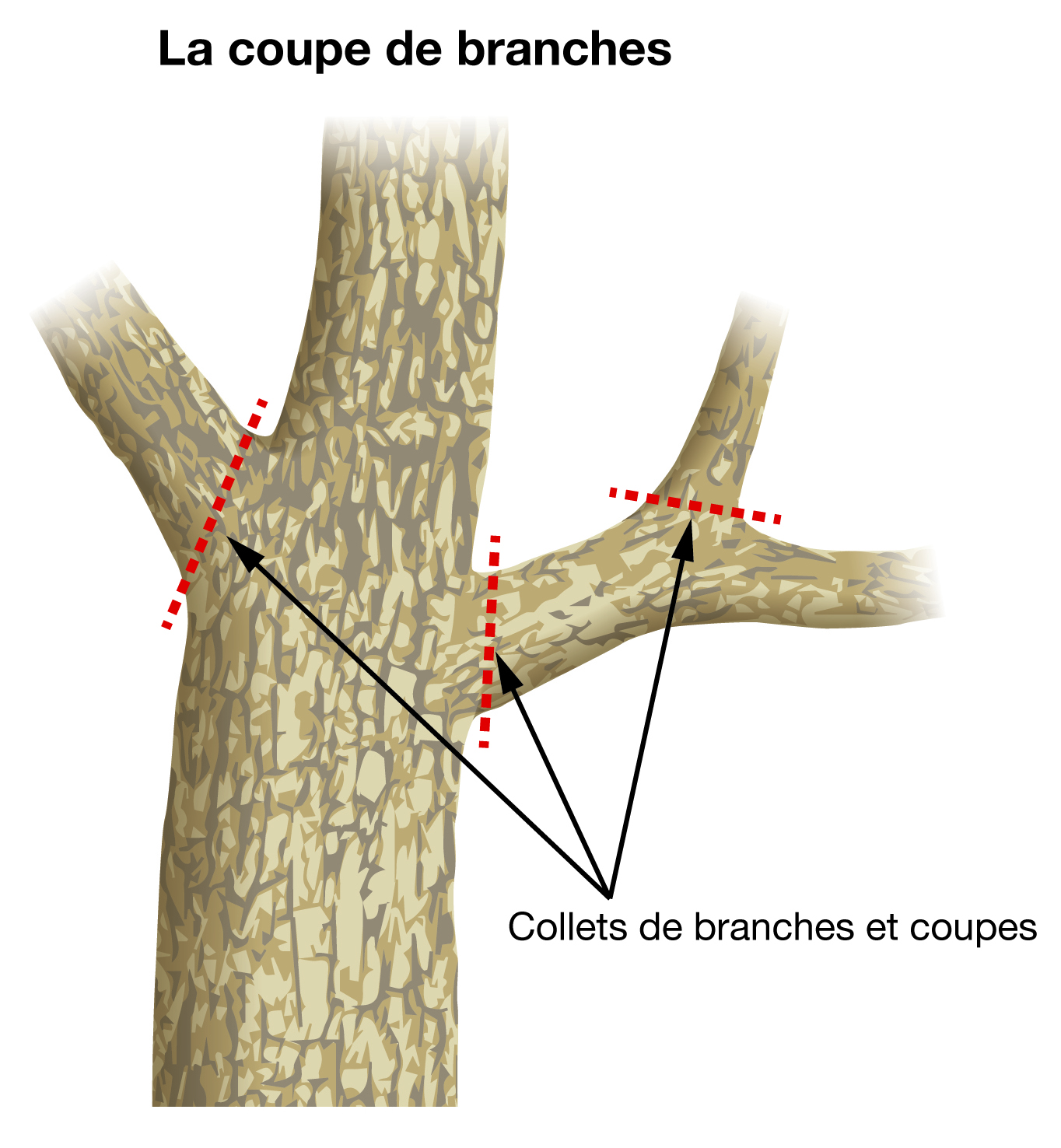 La coupe de branches
